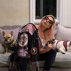 Für ihre entführten Hunde: Lady Gaga bietet 500.000 Dollar!
