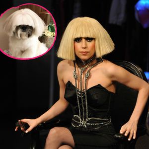 Hund mit Lady-Gaga-Frisur: Bontenmaru wird zum Web-Star!
