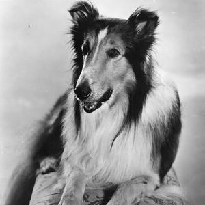 Lassie, Flipper & Co.: So starben die Tiere der Kultfilme