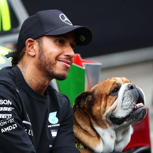 Lewis Hamilton sorgt sich um seine geliebte Bulldogge Roscoe
