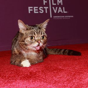 Beliebte Star-Katze Lil Bub ist mit acht Jahren gestorben!