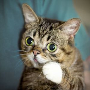 Berühmtes Kätzchen: Lil Bubs (†) Asche soll ins All kommen