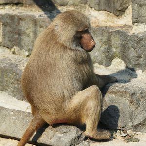 Nach Brand im Krefelder Affenhaus: Alle Tiere sind tot!
