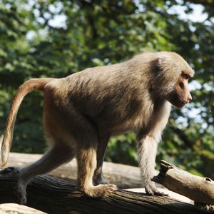 Nach Feuer-Drama im Zoo: Verdächtige bei Polizei gestellt