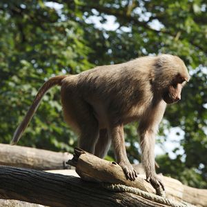 Nach Brand im Krefelder Zoo: Neues Affenhaus wird gebaut!