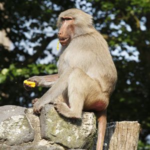 Statt Grabstätte: Krefelder Zoo will Gedenkort einrichten