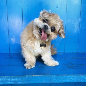 Das Netz trauert: Marnie The Dog ist mit 18 Jahren gestorben