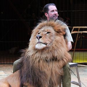 Star-Löwe Kasanga aus dem Circus Krone ist verstorben!