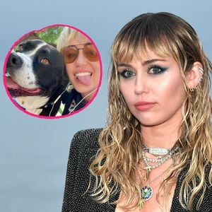 "Danke für alles": Miley Cyrus trauert um geliebte Hundedame