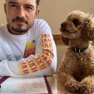"Albtraum": Orlando Bloom verzweifelt wegen vermissten Hunds