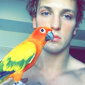 Von Dogge gefressen: Logan Pauls Papagei Maverick ist tot!