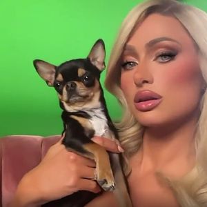 Chihuahua entlaufen: Paris Hilton auf verzweifelter Suche!