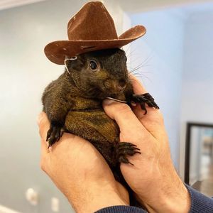 Internet-Eichhorn Peanut wurde von Behörde eingeschläfert