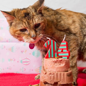 Mit 24 Jahren: Die älteste Katze der Welt ist tot!