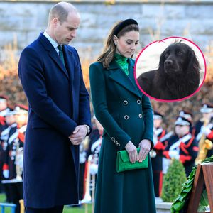 William und Kate trauern: Ihr geliebter Hund Lupo ist tot!