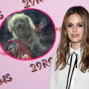 Rachel Bilson trauert: Ihr Hund Thurmen Murmen ist gestorben