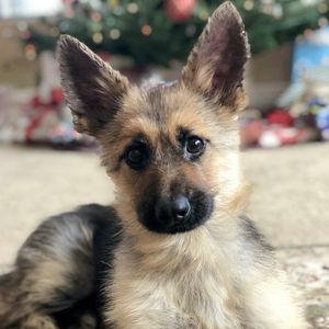 Für immer ein Welpe: Schäferhund Ranger verzaubert das Netz