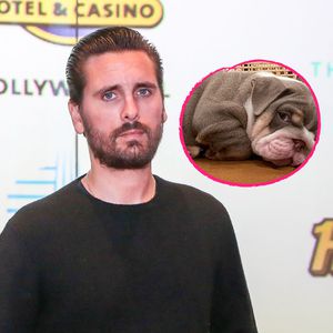 Wie süß! Scott Disick hat sich einen kleinen Hund zugelegt