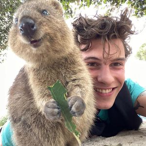 Süßestes Selfie ever? Shawn Mendes post mit Flausch-Quokka!