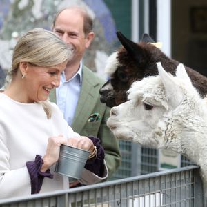 Zauberhaft: Prinz Edward und Ehefrau Sophie füttern Alpakas
