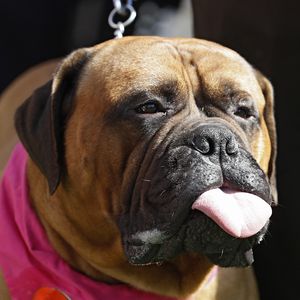 Hunde-Maskottchen (6) des NFL-Klubs Cleveland Browns ist tot