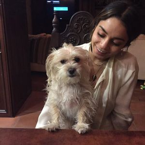 "Untröstlich": Vanessa Hudgens trauert um treue Hündin Darla