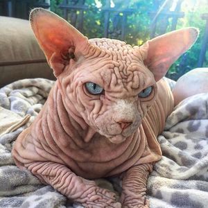 "Eigentlich ganz lieb": Insta-Hype um gruselige Falten-Katze