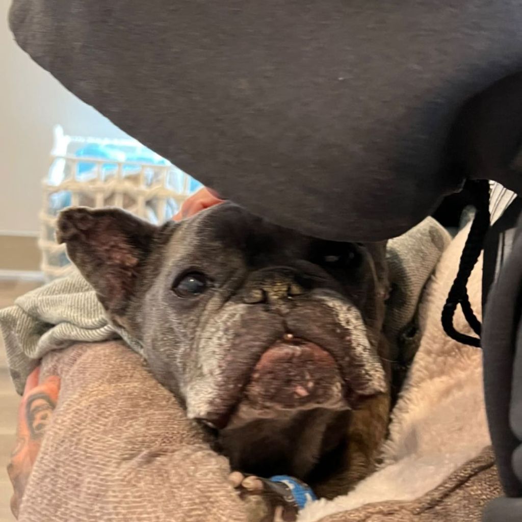 Influencerin Alabama Barker mit ihrem Hund Blue