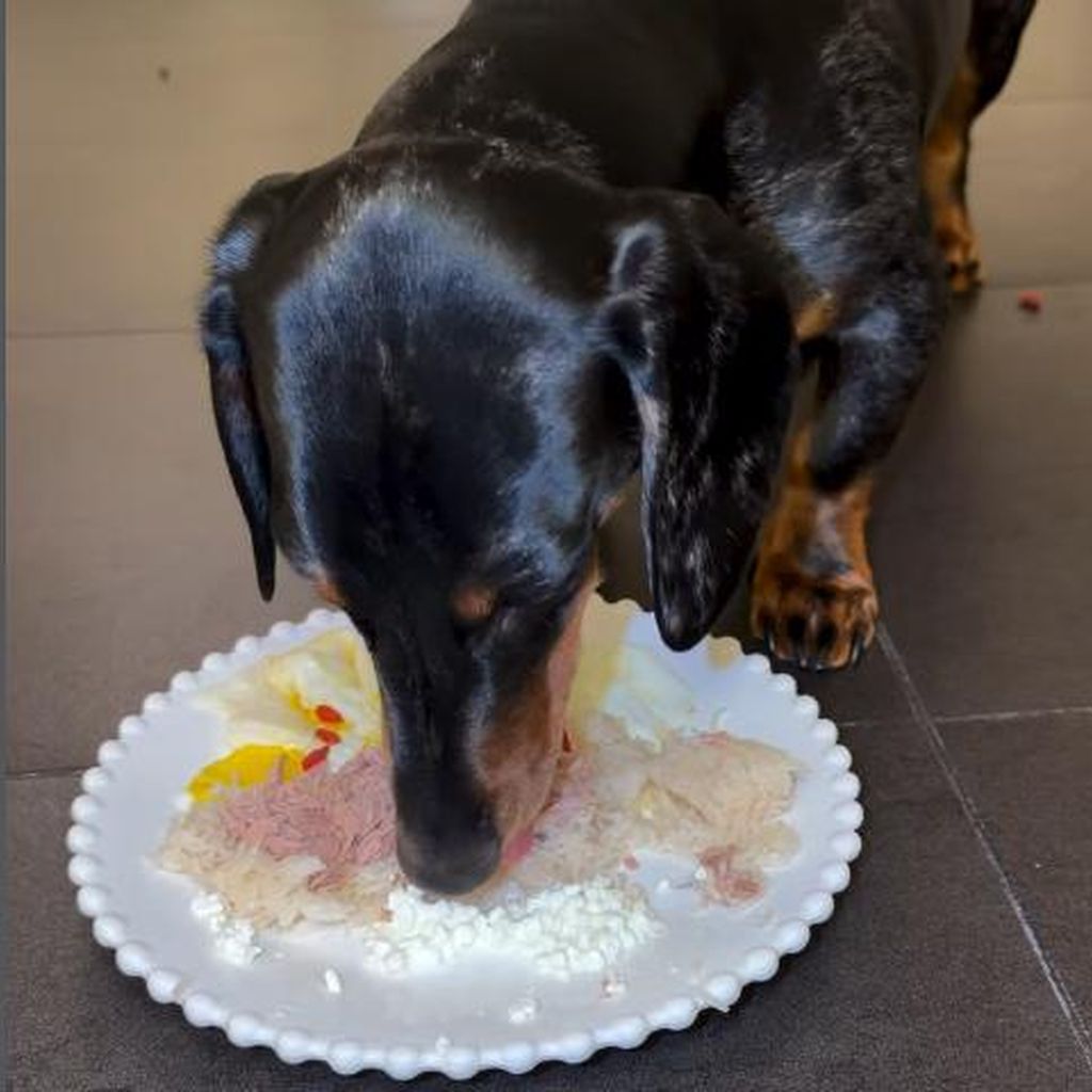 Leyla Heiters Dackel Alani