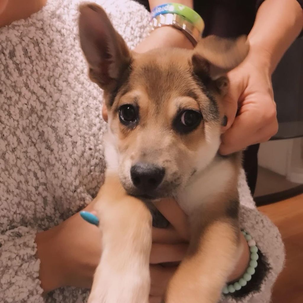 Oliver, Hund von Angie Harmon