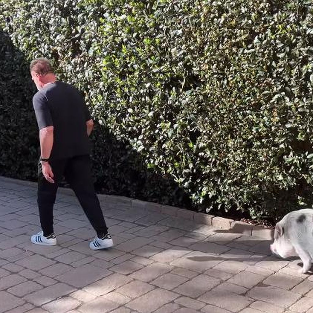 Arnold Schwarzenegger mit seinem Schwein Schnelly