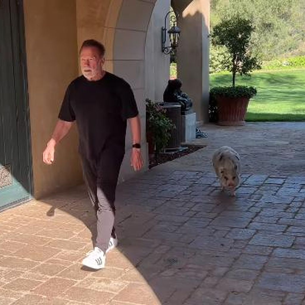 Arnold Schwarzenegger mit seinem Schwein Schnelly