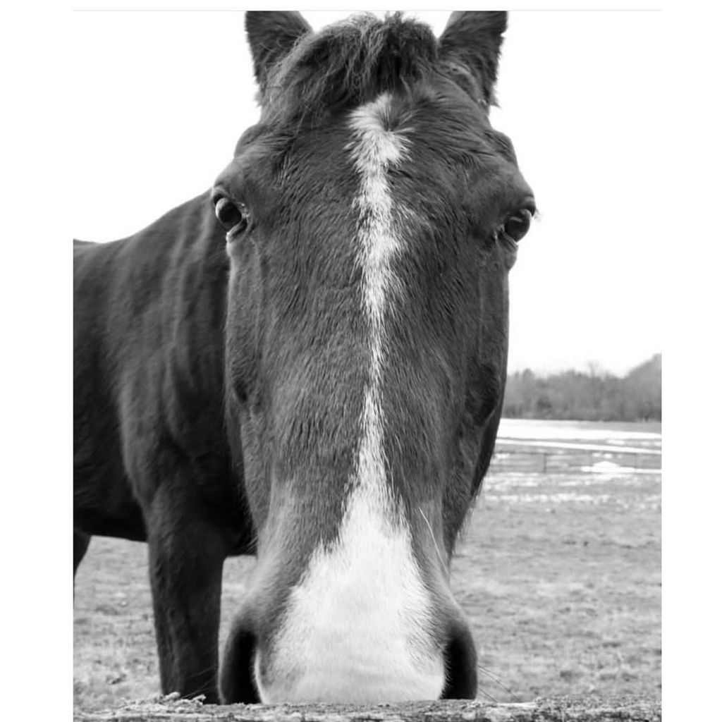 Britney Spears postet auf Instagram ein Bild mit einem Pferd