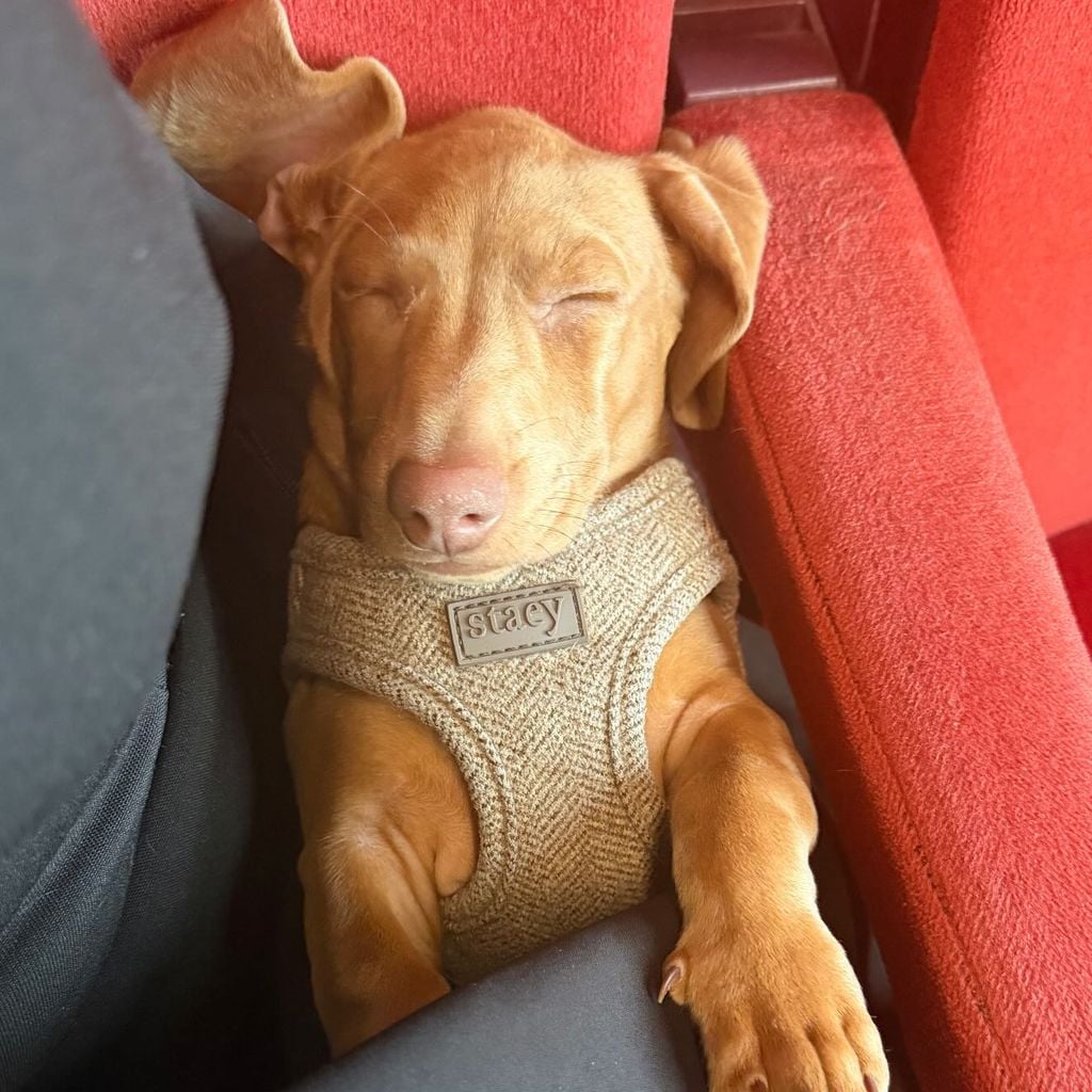 Buba, Hund von Sophia Thomalla und Alexander Zverev