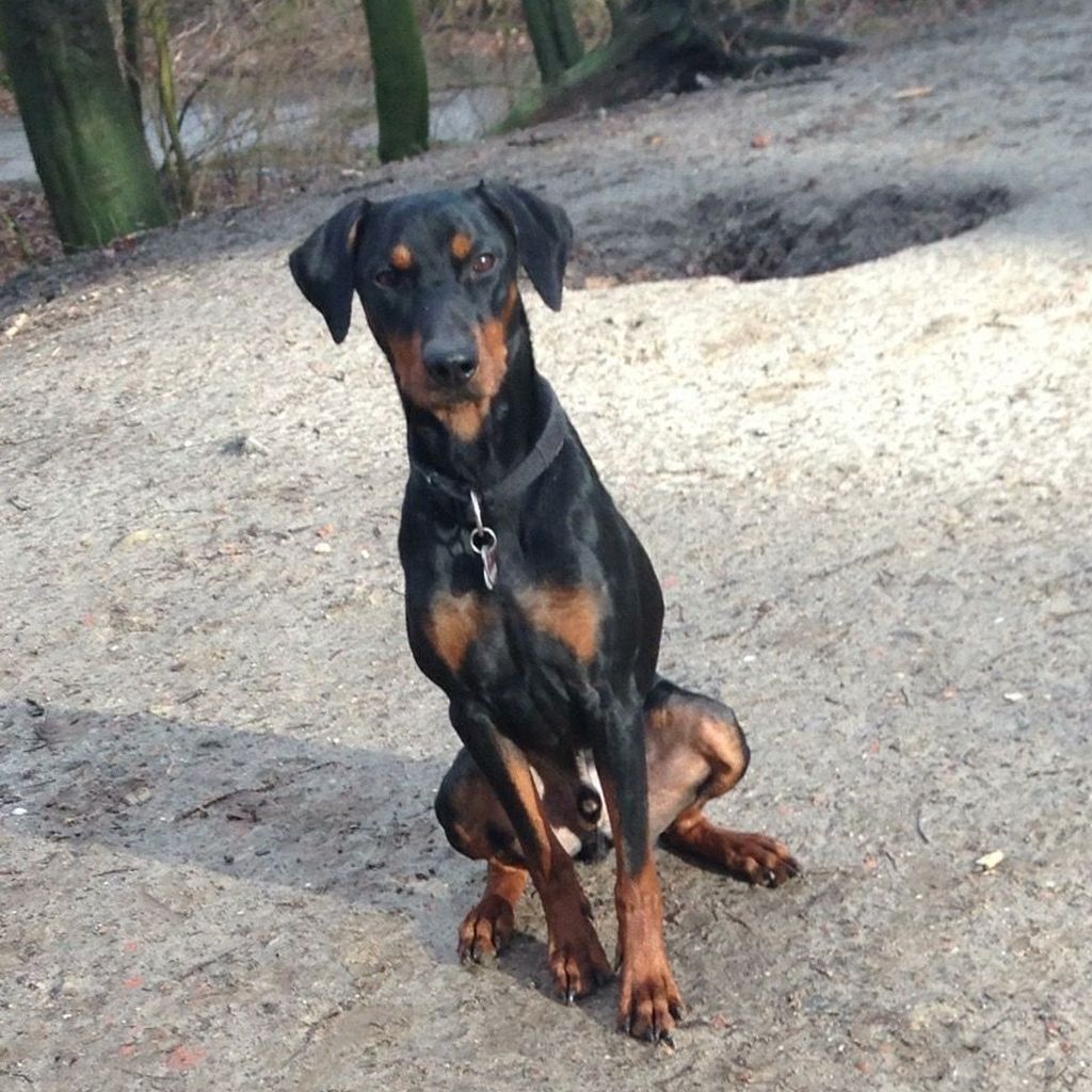 Carolina Peukmanns Hund Kollege