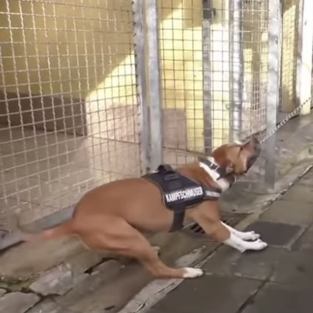 Chicco, Hund aus Martin Rütters Video