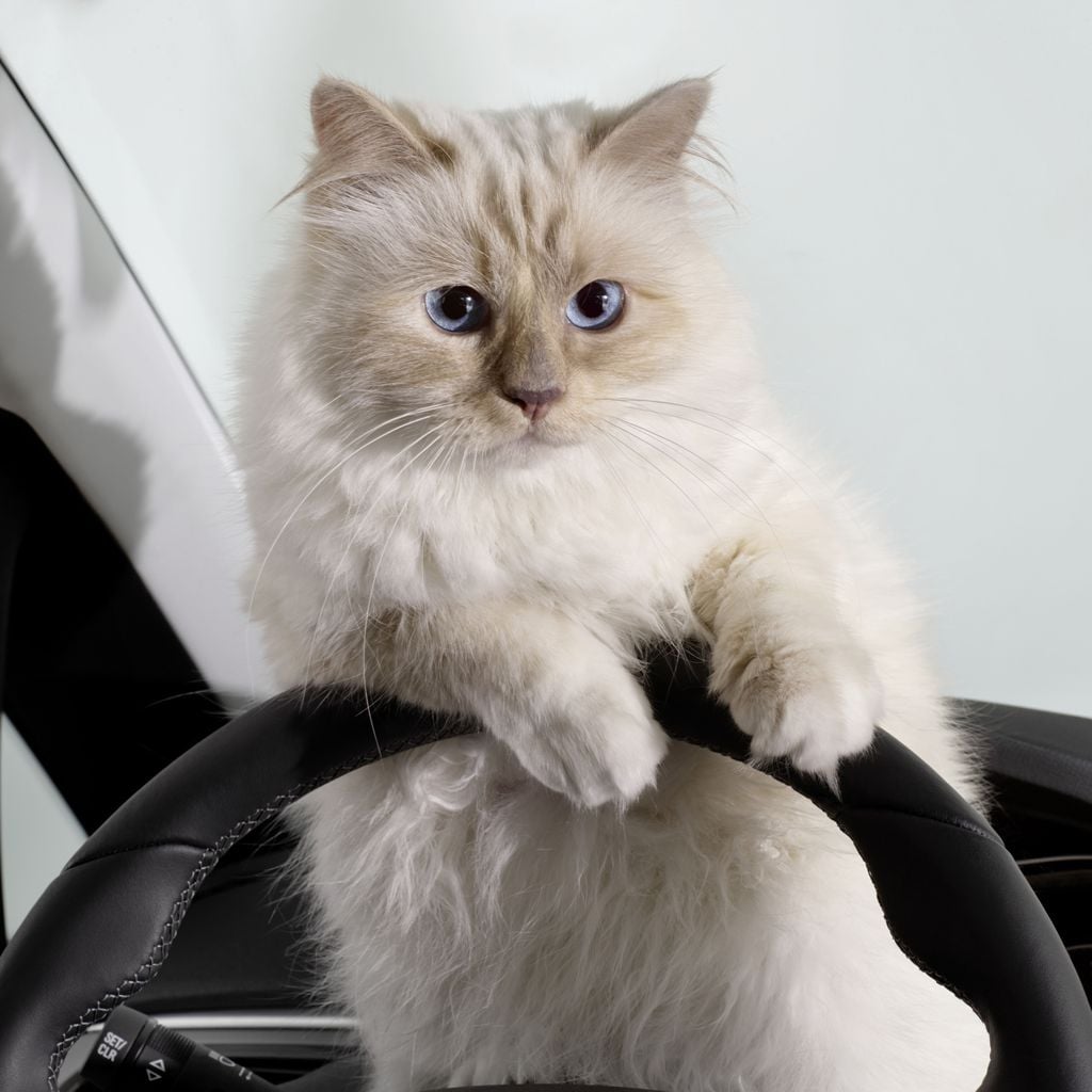 Choupette, Hauskatze von Karl Lagerfeld