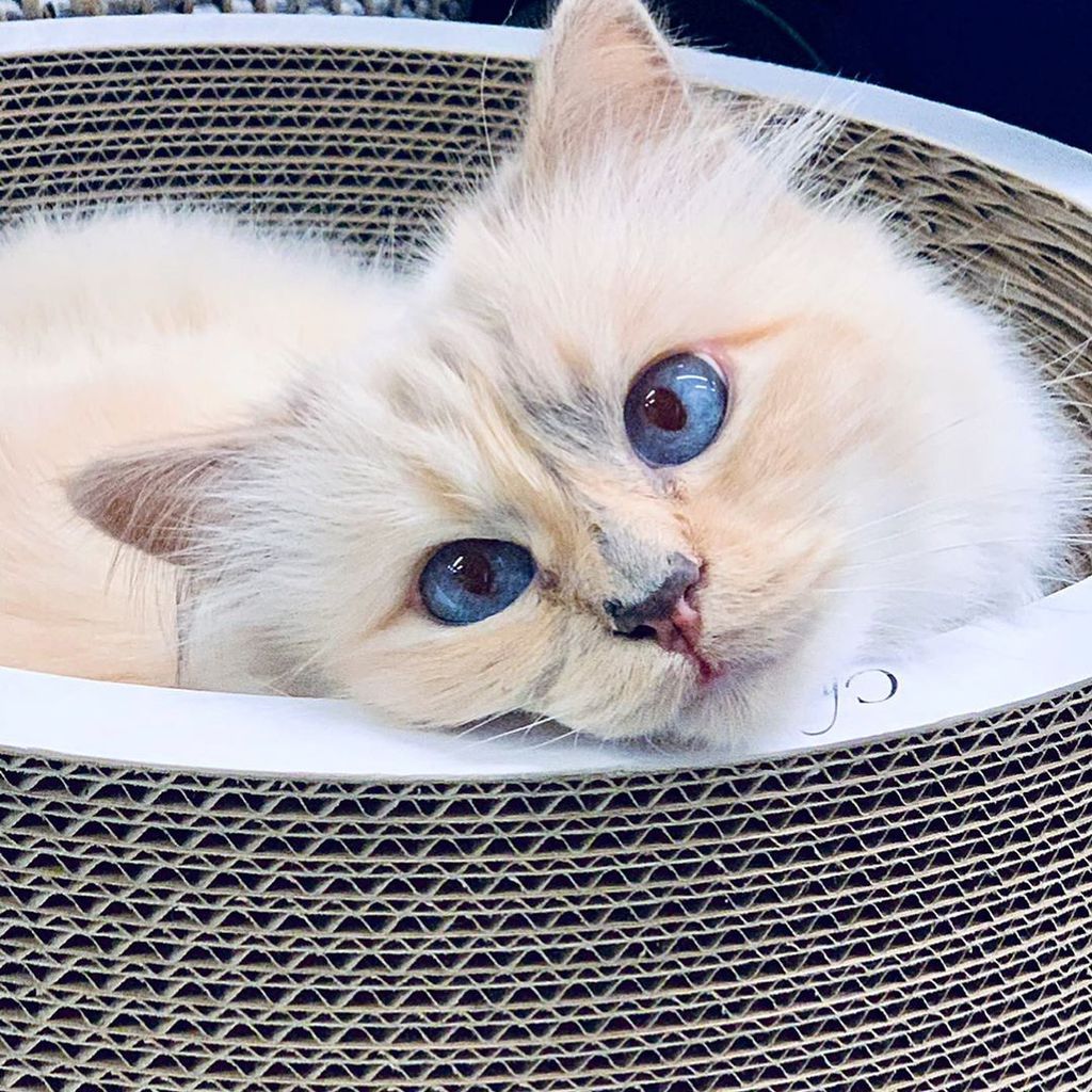 Choupette Lagerfeld im September 2019
