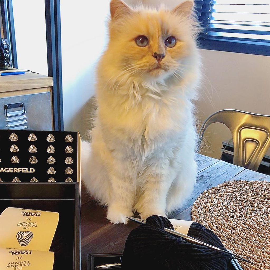 Choupette Lagerfeld im Februar 2020