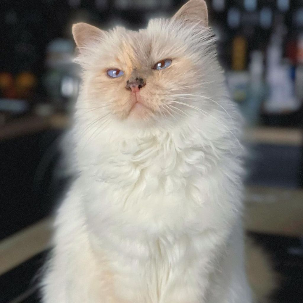 Choupette, die Katze von Karl Lagerfeld