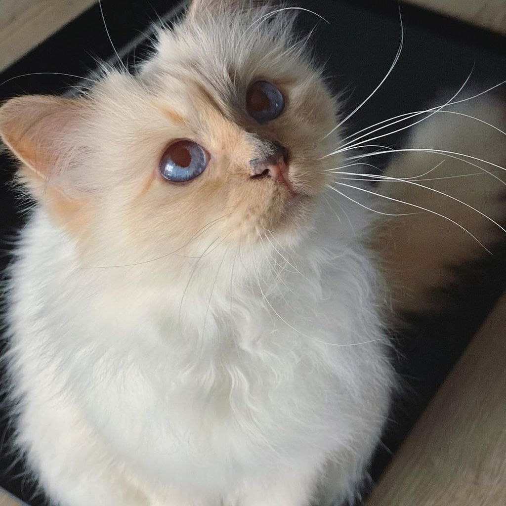 Choupette, die Katze von Karl Lagerfeld