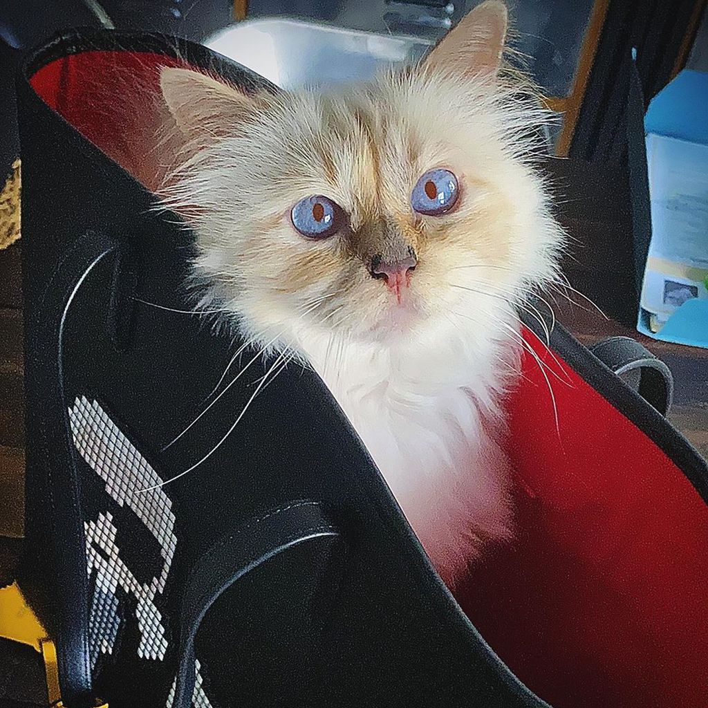 Choupette Lagerfeld im September 2020