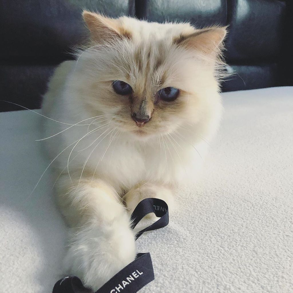 Choupette Lagerfeld im November 2019