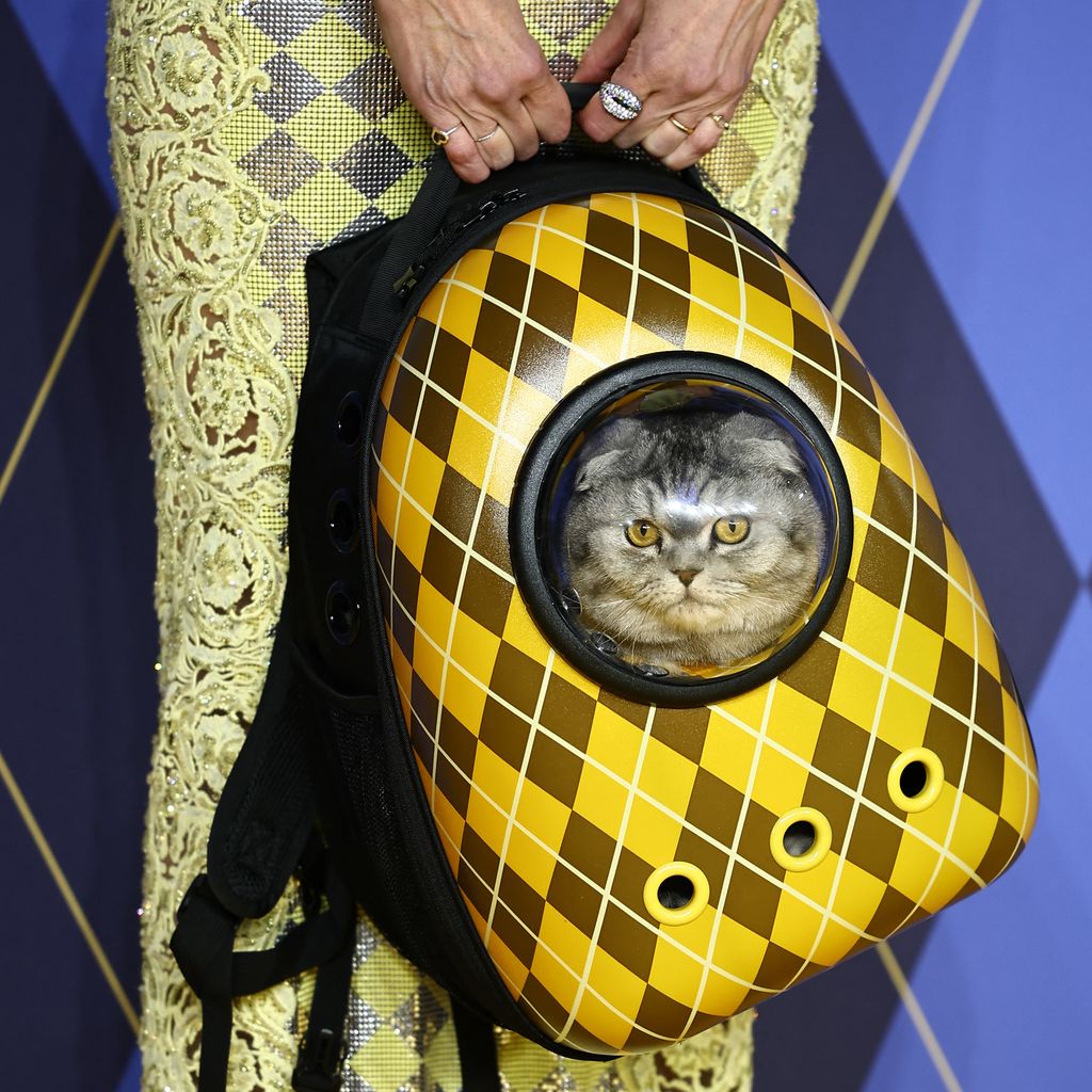 Claudia Schiffers Katze Chip