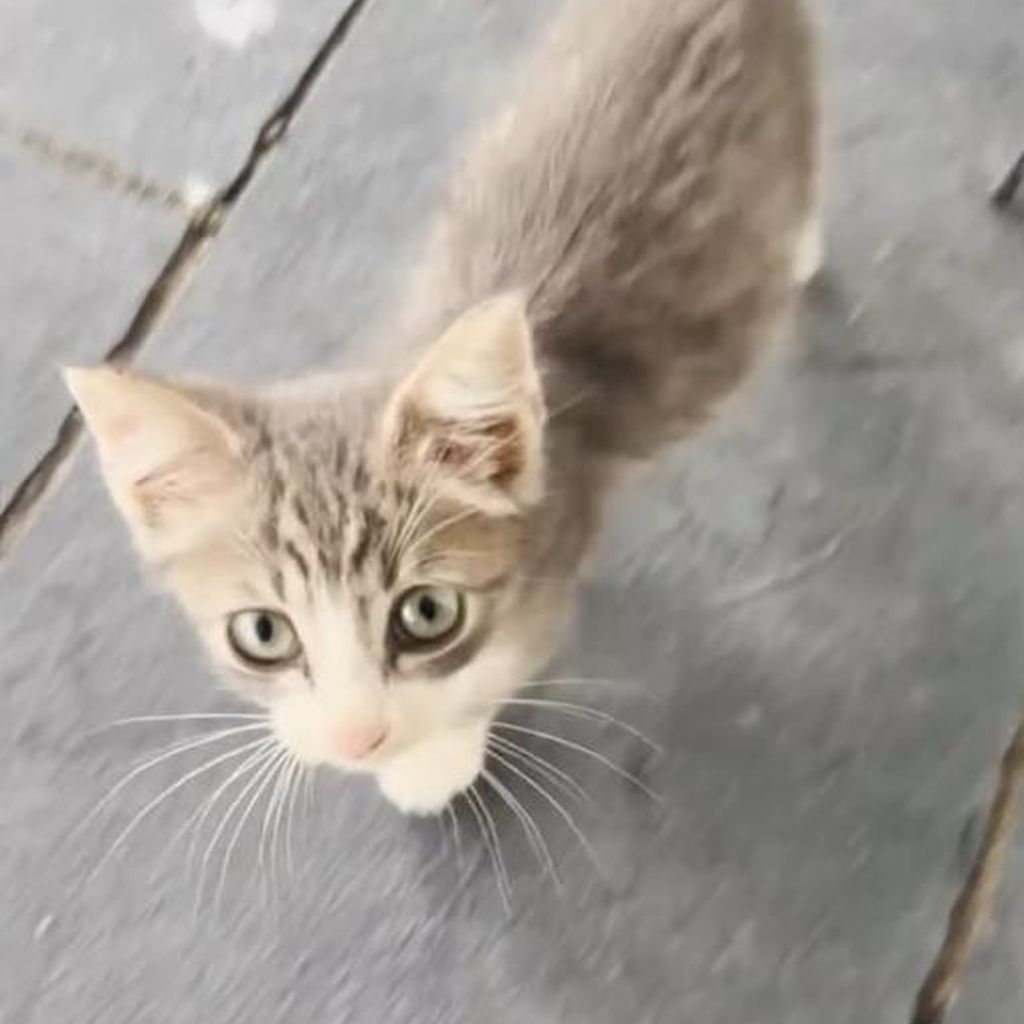 Corn Shelton, Katze von Blake Shelton und Gwen Stefani