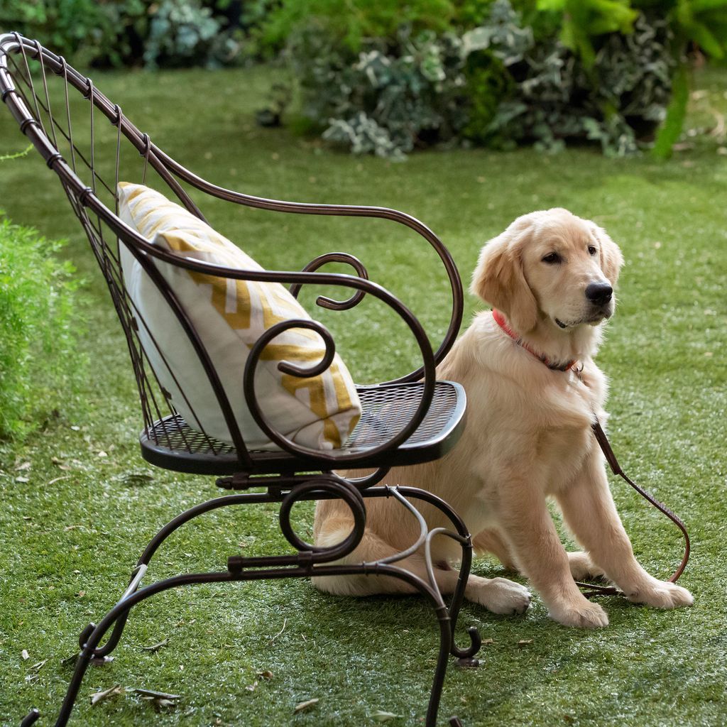 Cosmo bei "Fuller House"