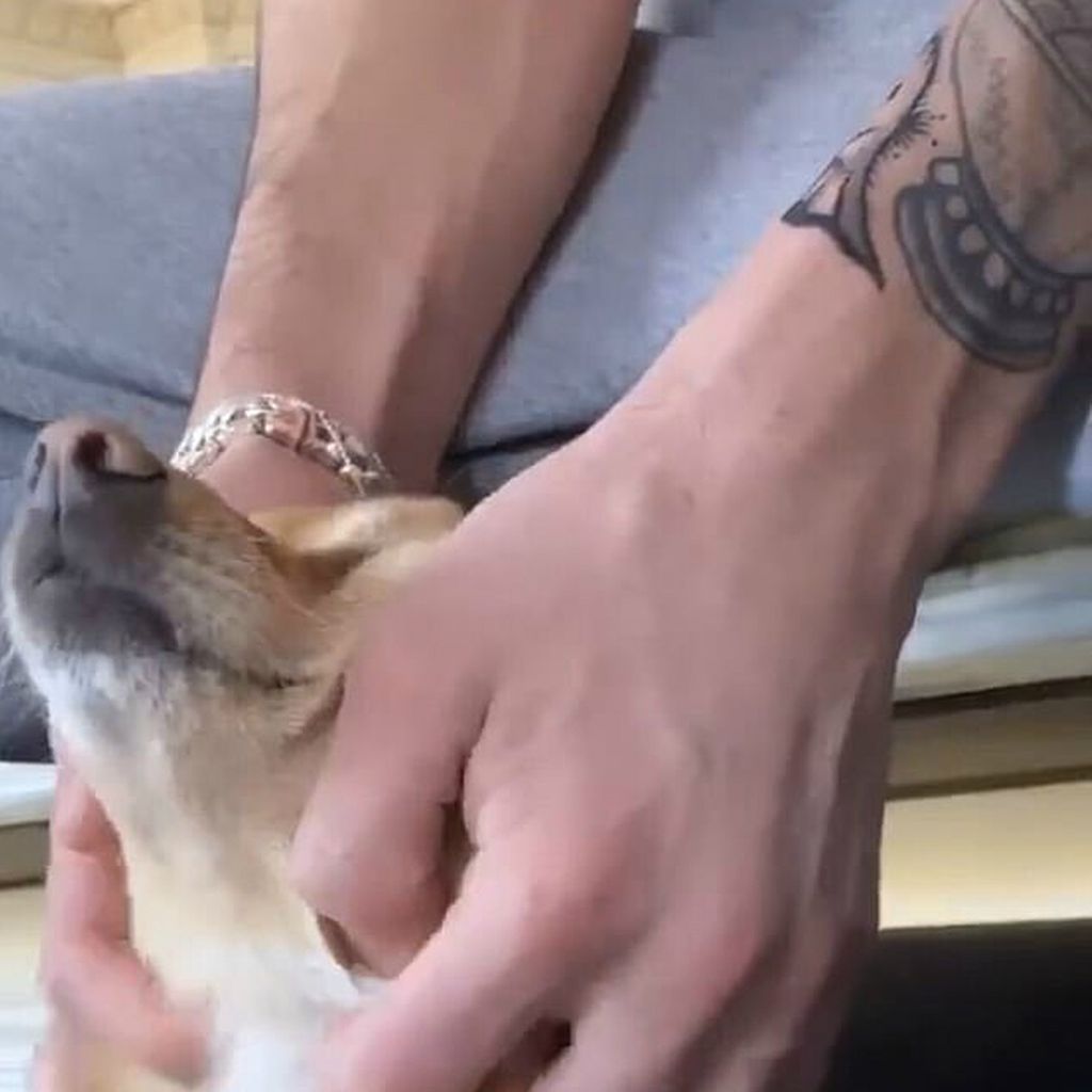 Dalton Gomez mit Ariana Grandes Hund Toulouse im März 2020