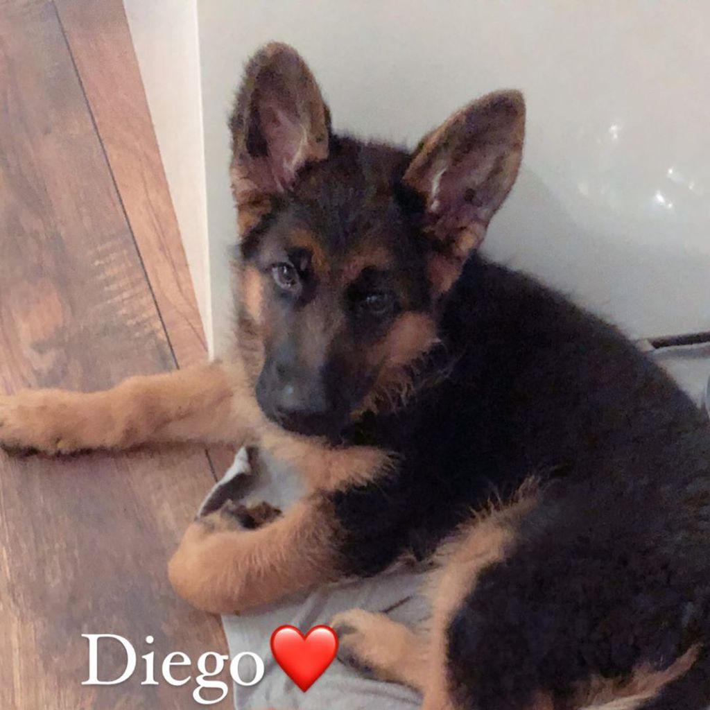 Danilo Cristilli und Alexandra Nicoles Welpe Diego
