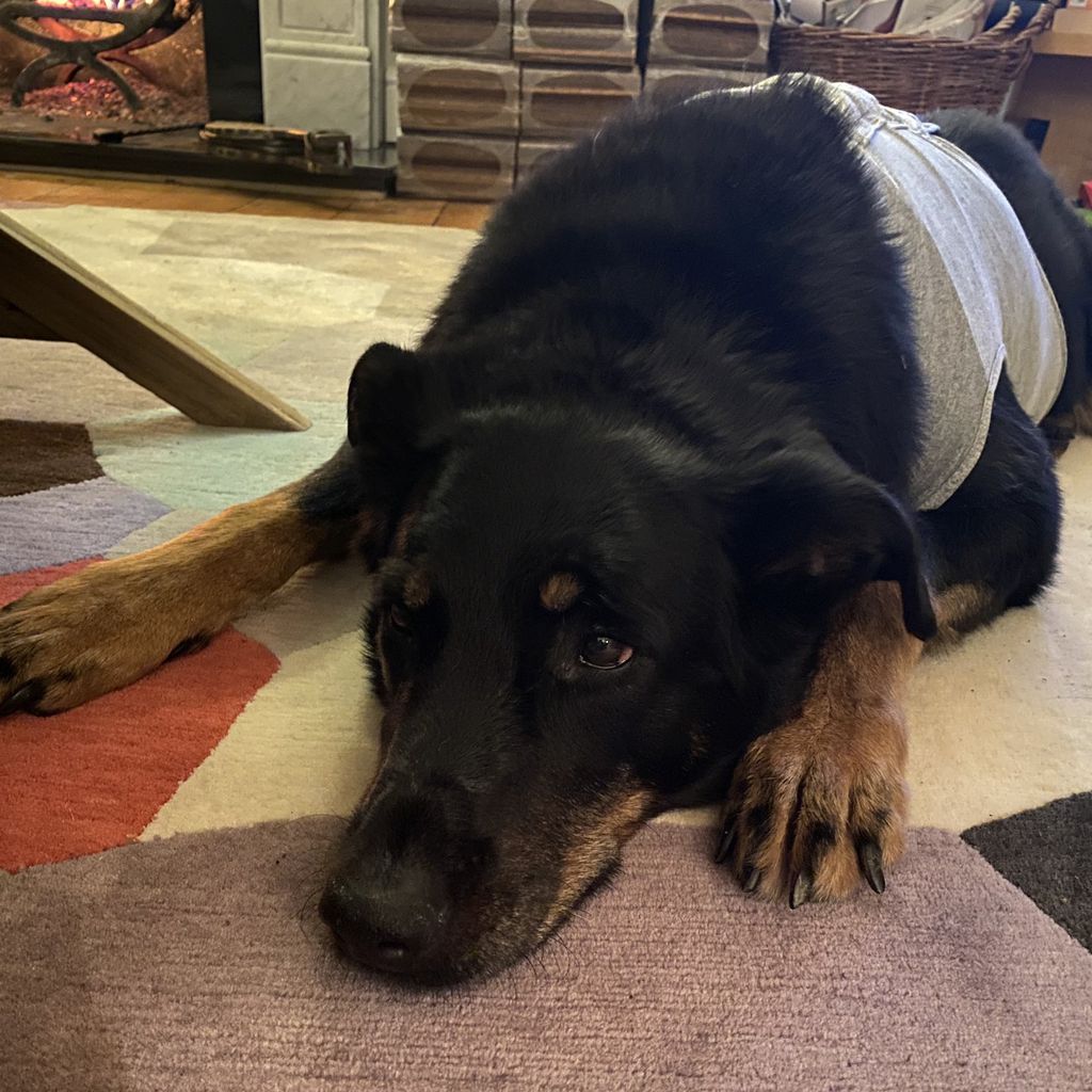 Davina McCalls Hund Bo