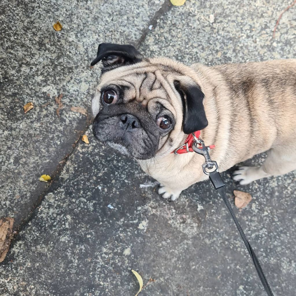 Der Mops von Djamila Rowe 2021